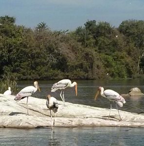Pelicans of Ranganathittu
