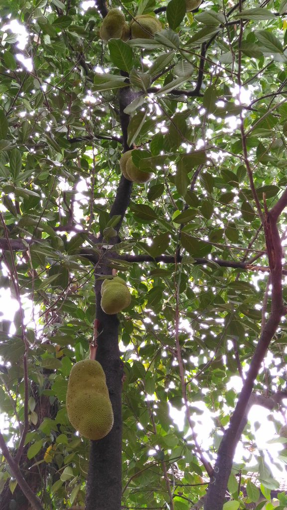 Jackfruit tree known as plavu