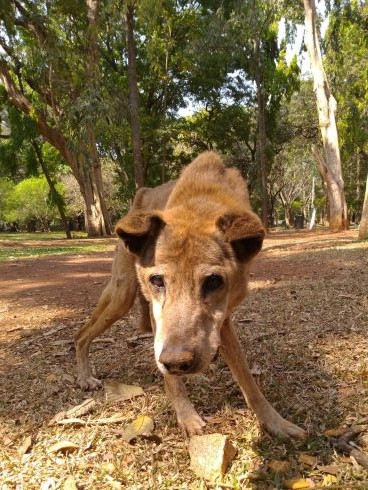 Image of a senior dog from Cubbon Park that passed away recently